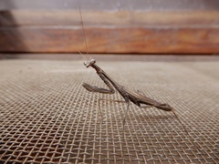 Statilia maculata maculata