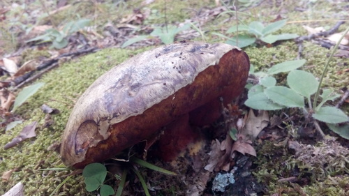 Imperator luteocupreus image