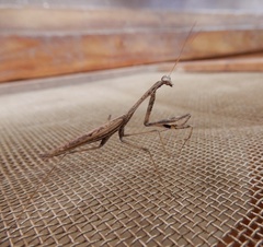 Statilia maculata maculata