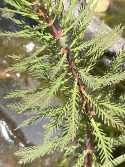 Myriophyllum robustum