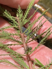 Myriophyllum robustum