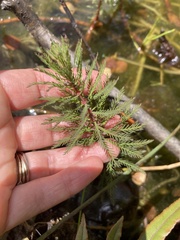Myriophyllum robustum