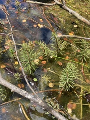 Myriophyllum robustum
