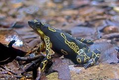 Atelopus hoogmoedi