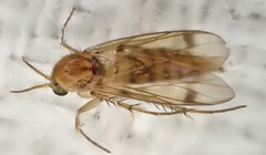 Acrodicrania