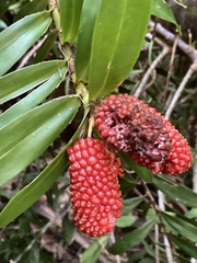 Freycinetia scandens
