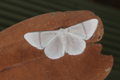 Perigramma albivena