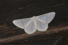 Perigramma albivena