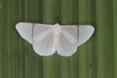 Perigramma albivena
