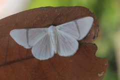 Perigramma albivena