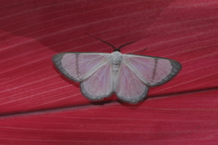 Perigramma albivena