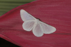 Perigramma albivena