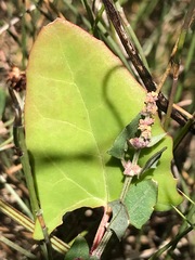 Atriplex australasica