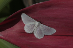Perigramma albivena