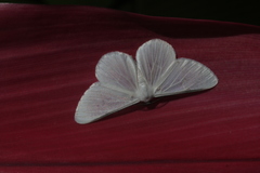 Perigramma albivena