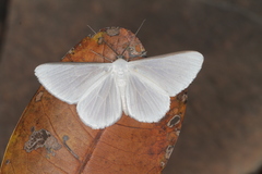 Perigramma albivena