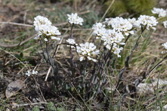 Noccaea macrantha