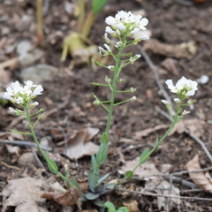 Noccaea macrantha