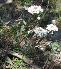 Noccaea macrantha