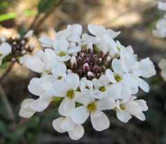 Noccaea macrantha