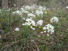 Noccaea macrantha