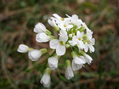 Noccaea macrantha