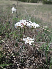 Noccaea macrantha
