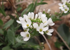 Noccaea macrantha