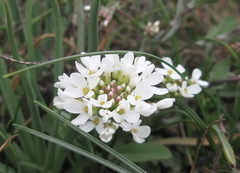 Noccaea macrantha