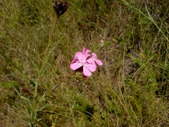 Dianthus membranaceus