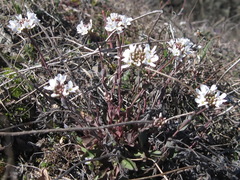 Noccaea macrantha