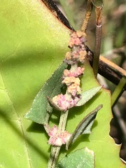Atriplex australasica