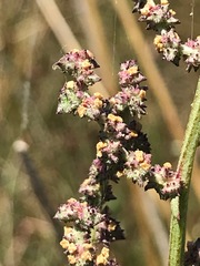 Atriplex australasica