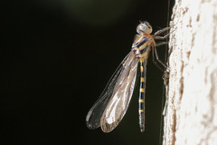 Cordulephya pygmaea