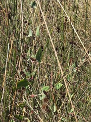 Atriplex australasica