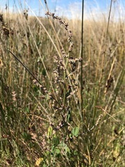 Atriplex australasica