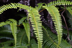 Dicranopteris linearis