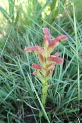 Disa brevicornis