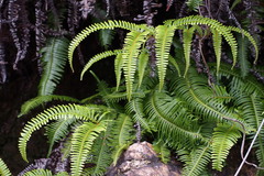 Dicranopteris linearis