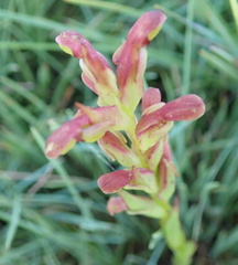 Disa brevicornis
