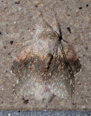 Stauropus alternus