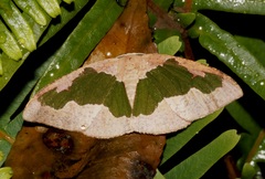 Celenna festivaria