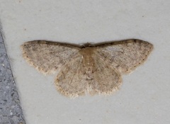 Idaea ptyonopoda
