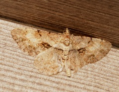 Psilalcis galsworthyi