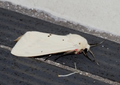 Spilarctia subcarnea