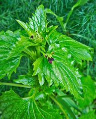 Scrophularia peregrina