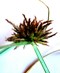 Cyperus brevis