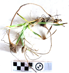Cyperus brevis