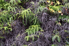 Dicranopteris linearis