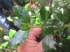 Coprosma repens x robusta